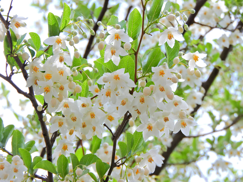 エゴノキ   萵苣の木（ちしゃのき）　轆轤木（ろくろぎ））花３