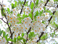 エゴノキ   萵苣の木（ちしゃのき）　轆轤木（ろくろぎ））花３