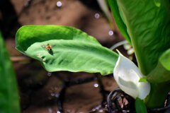 水芭蕉が開花　５