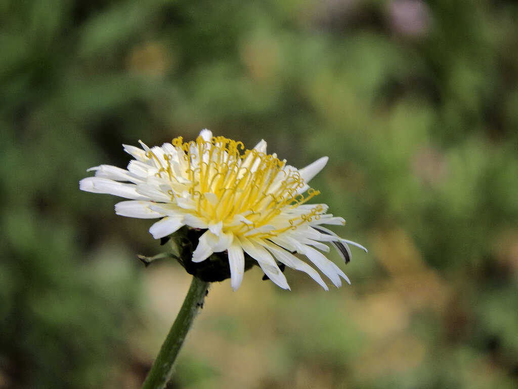 白花蒲公英　６