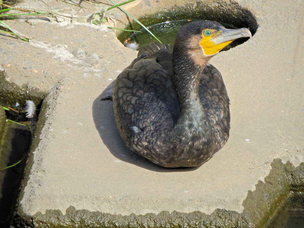 カワウ　２