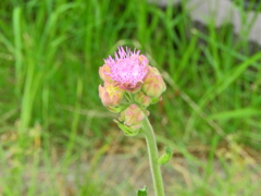 カオリアザミ（香薊）　ポンポンアザミ　１