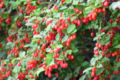 鈴なり夏茱萸（ナツグミ）③