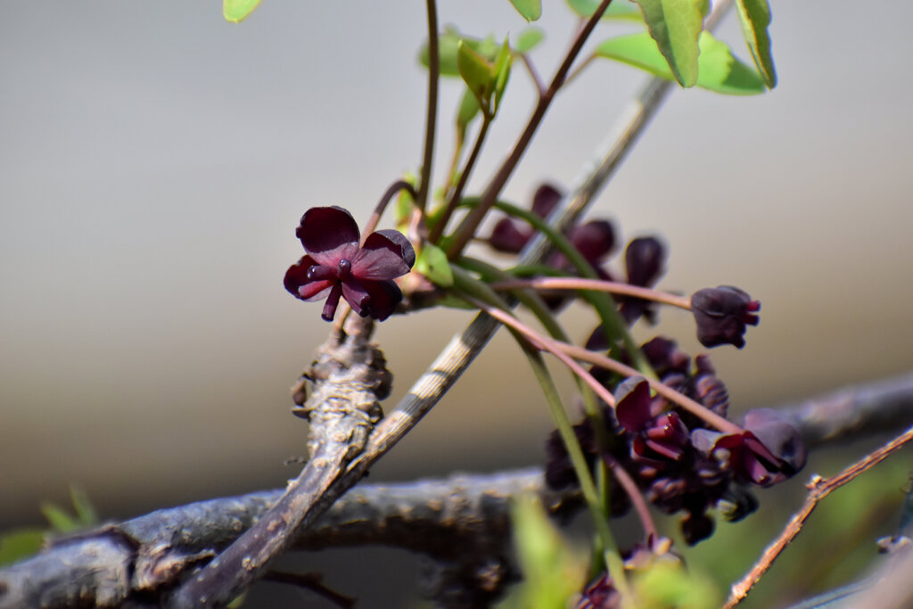 三つ葉木通（ミツバアケビ）の雌花、雄花　５