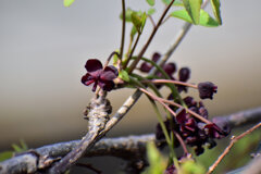 三つ葉木通（ミツバアケビ）の雌花、雄花　５