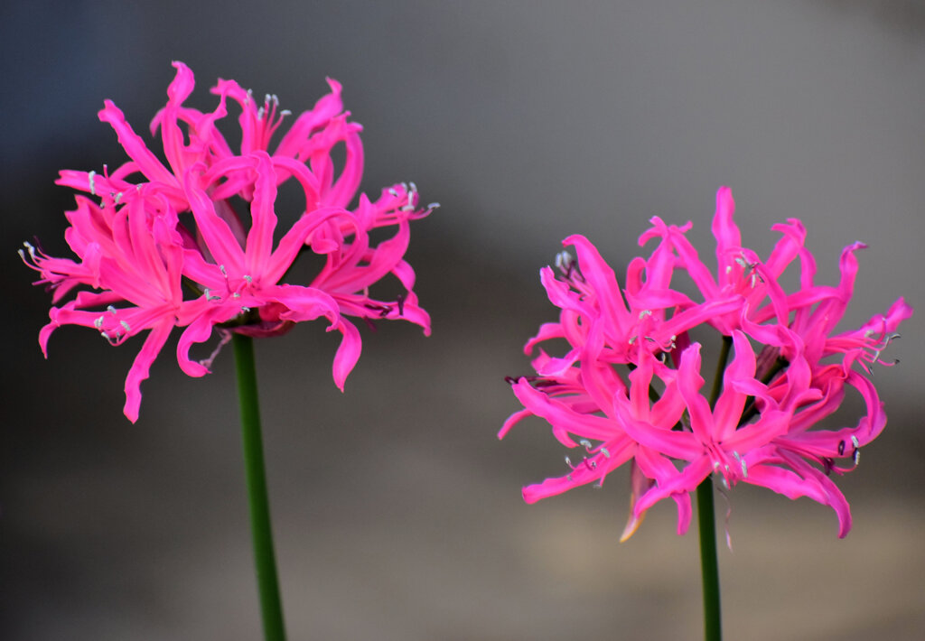 ネリネ   （ダイヤモンドリリー）１