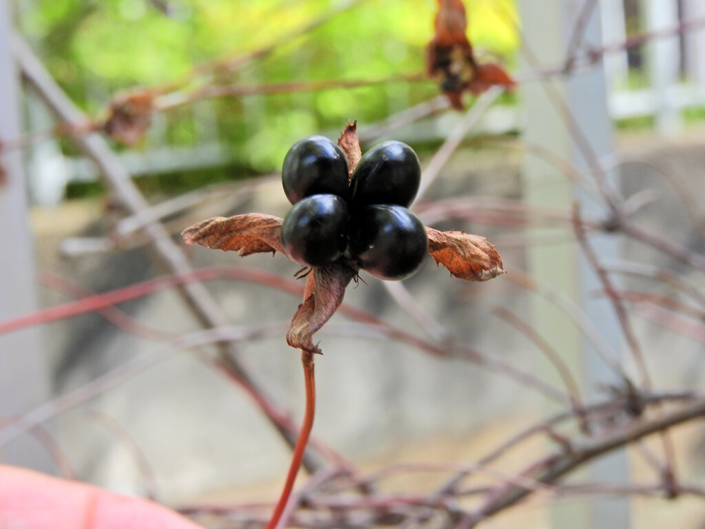 「白山吹」の黒い実　２