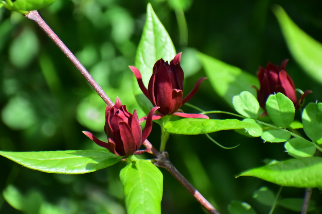 アメリカ蠟梅 （アメリカろうばい）黒花蠟梅（くろばなろうばい）３