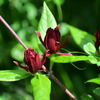 アメリカ蠟梅 （アメリカろうばい）黒花蠟梅（くろばなろうばい）３