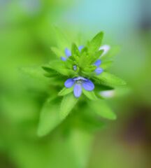 たちいぬのふぐり(立犬の陰嚢)3  たちいぬのふぐり(立犬の陰嚢)3