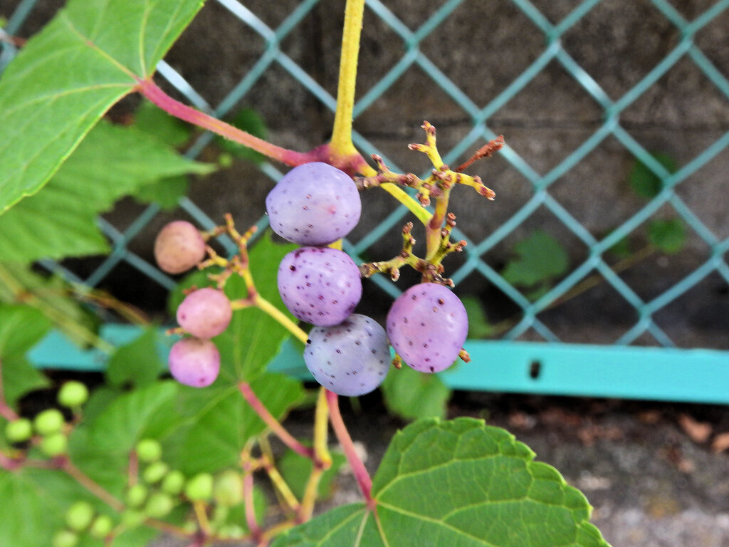 野ぶどう（野葡萄）の実　２
