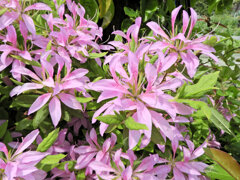 躑躅’花車’（ツツジ’ハナグルマ’）２