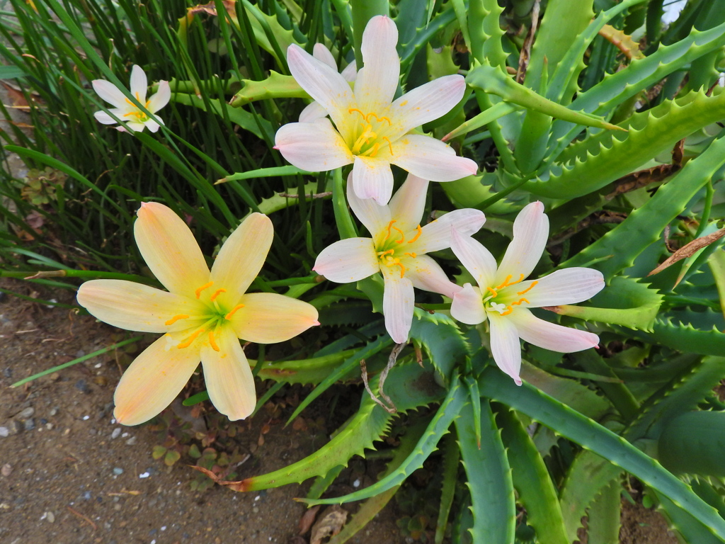 ゼフィランサス　２