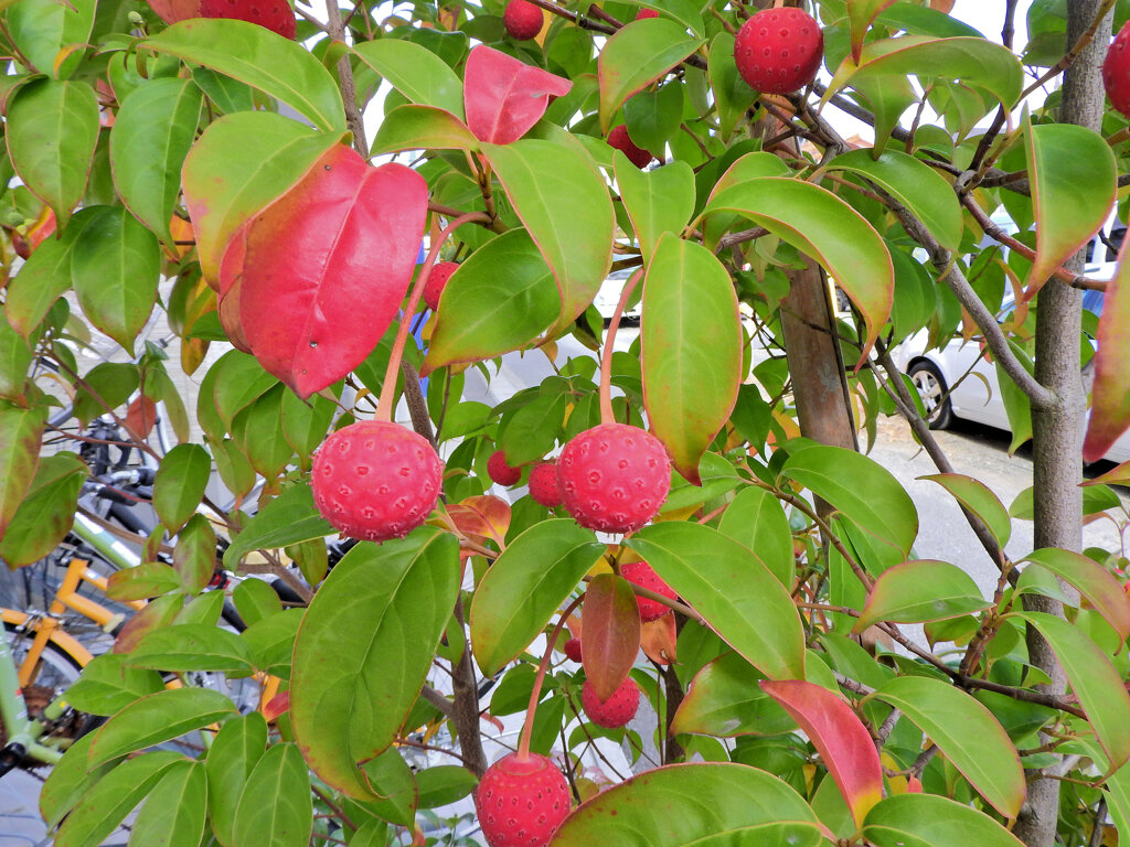 まだ残っていたヤマボウシの実　２
