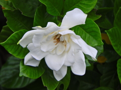 八重咲き梔子　８