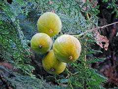 黄烏瓜　（きからすうり）　５