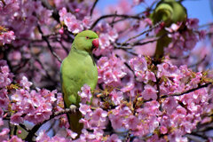 河津桜を喰い散らす　ワカケホンセイインコ　２