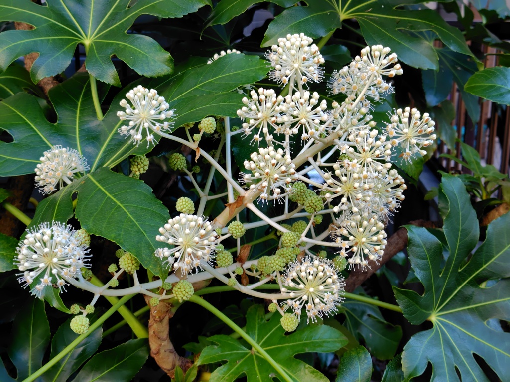 八手の花（やつでのはな）１