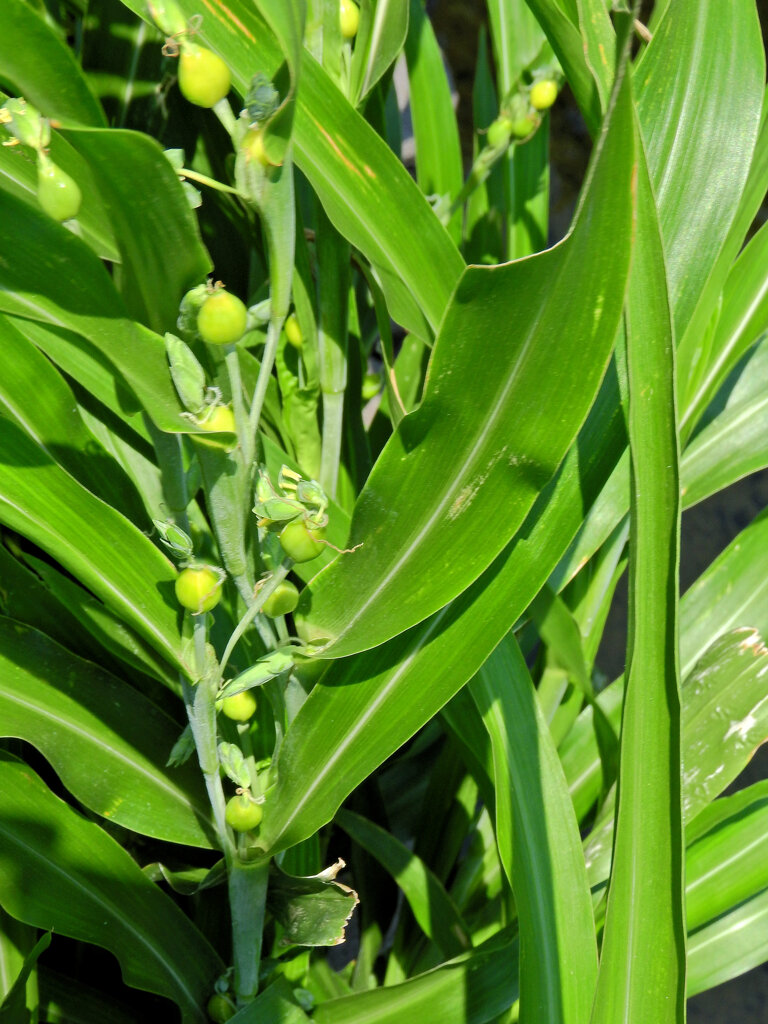 数珠玉（花と、若い実）１