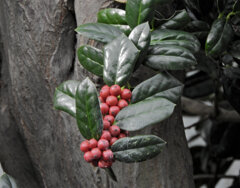 柊黐 （ひいらぎもち）　８