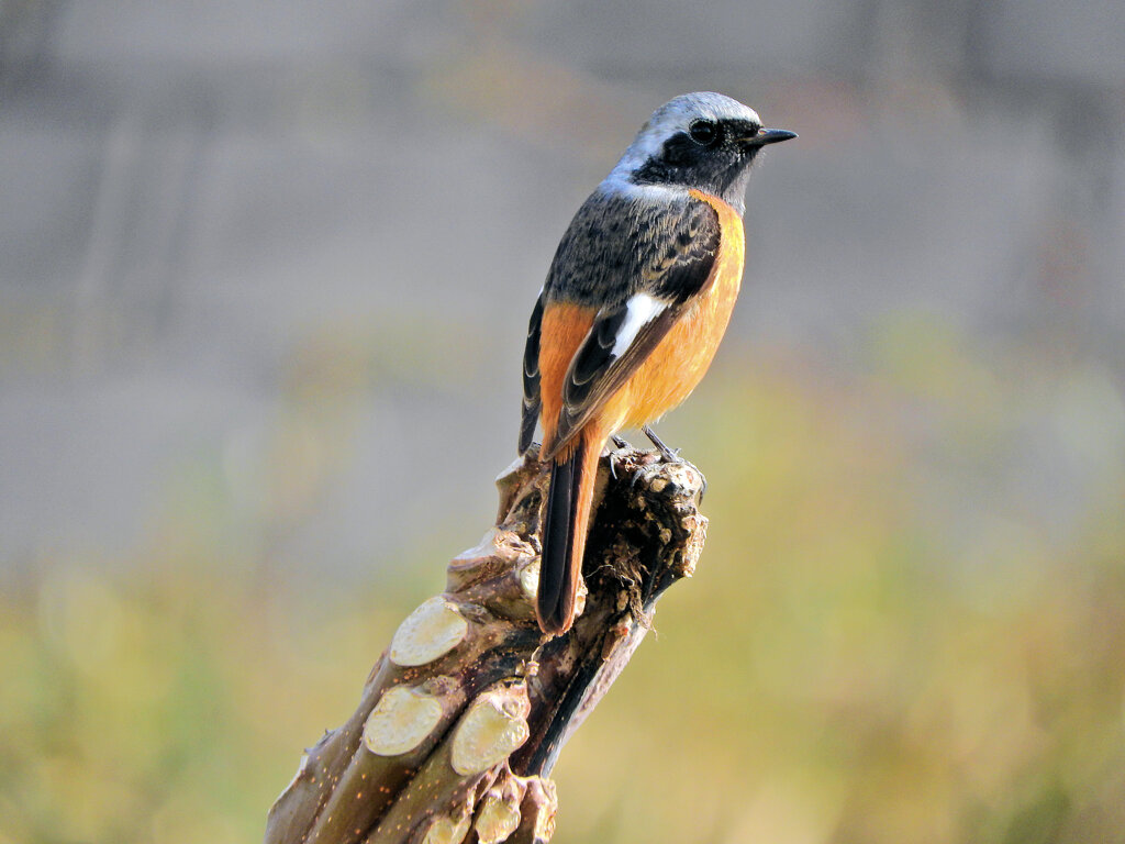 ジョビ男　と遊んだ　９