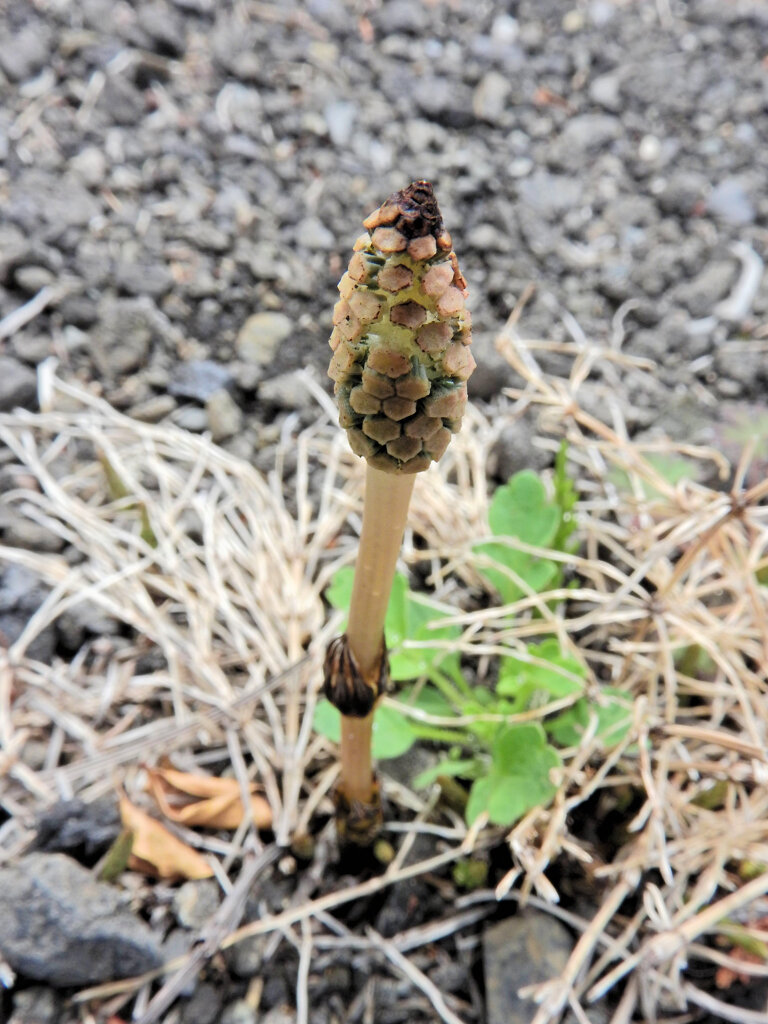 土筆探し| |･) |ε･) |( ･ε･)ﾉ ﾆｮｷ♪　３
