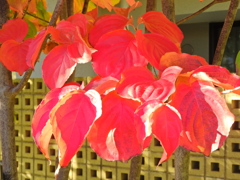 山法師 （やまぼうし）の紅葉　８