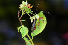 キボシカミキリ 　甲虫目　カブトムシ亜目　カミキリムシ科　フトカミキリ亜科２