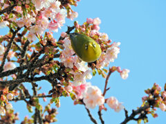 サクジロー⌒(ё)⌒　４