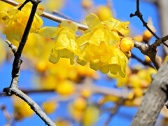 寒風・強風　吹く・・蝋梅　４
