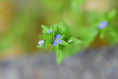 たちいぬのふぐり(立犬の陰嚢)2  たちいぬのふぐり(立犬の陰嚢)2