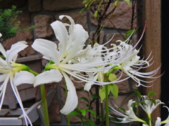 彼岸花 （ひがんばな） 曼珠沙華　（まんじゅしゃげ）３
