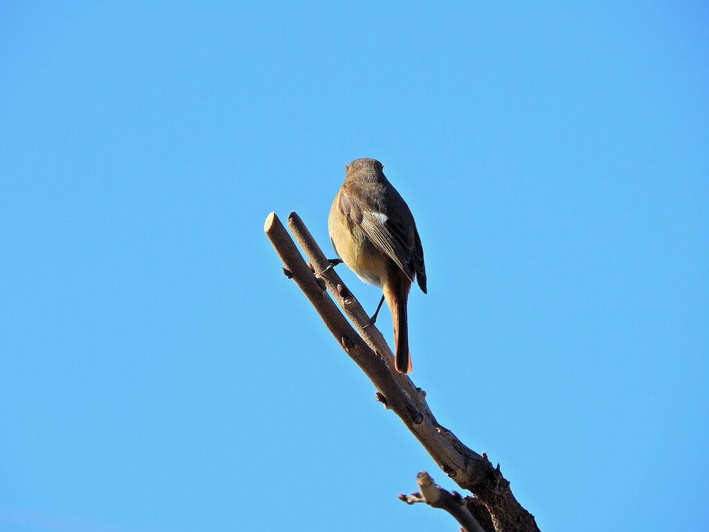 ジョビ子　さん　1/3