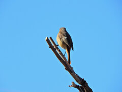 ジョビ子　さん　1/3