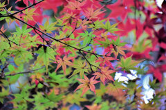 紅葉　⑧