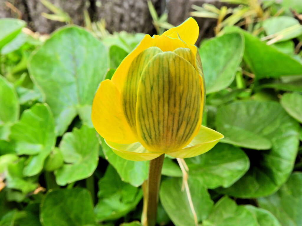 ヒメリュウキンカ（姫立金花）２