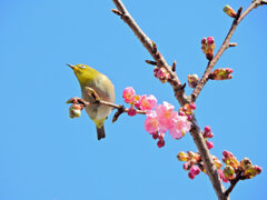 サクジロー　ヨコハマヒザクラ（横浜緋桜)にメジロさん１０