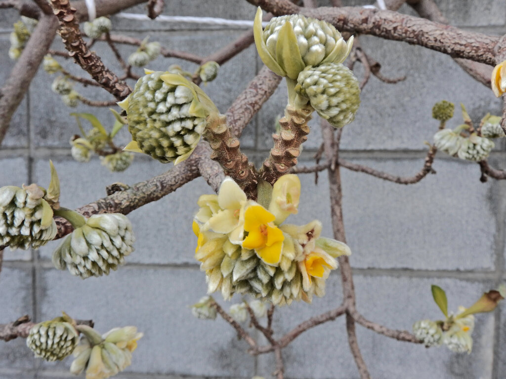 三椏が開花　２