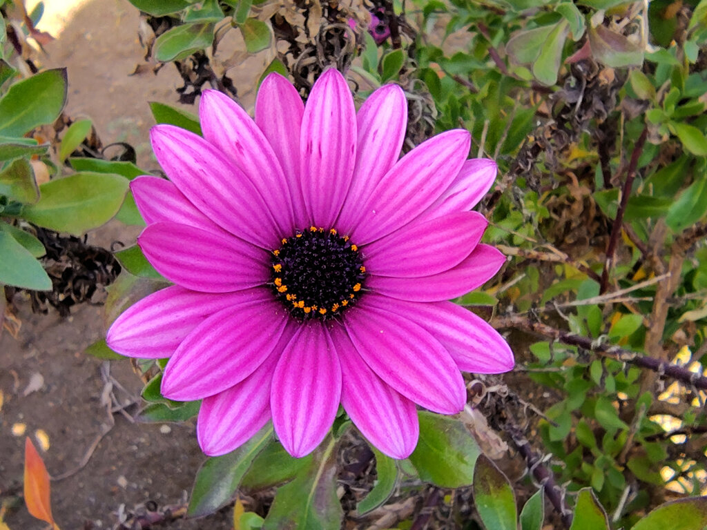 真冬のオステオスペルマム　４