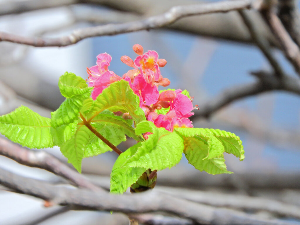 季節外れの紅花栃の木の花３