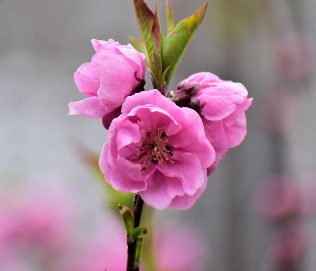 花桃　１