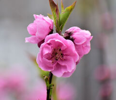 花桃　１