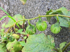 ミニ西瓜　４