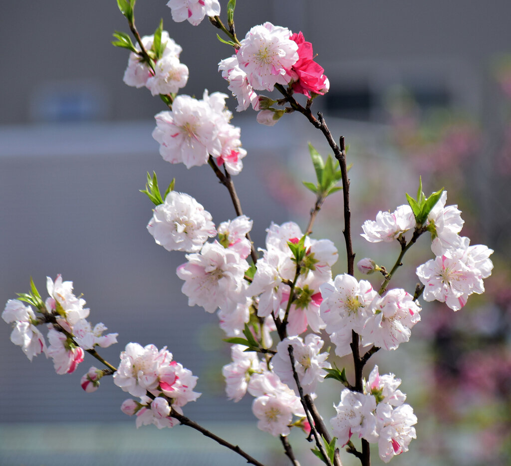 源平花桃（ゲンペイモモ）３