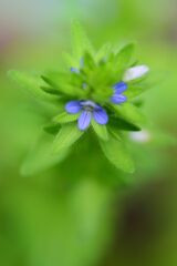 たちいぬのふぐり(立犬の陰嚢)6  たちいぬのふぐり(立犬の陰嚢)6