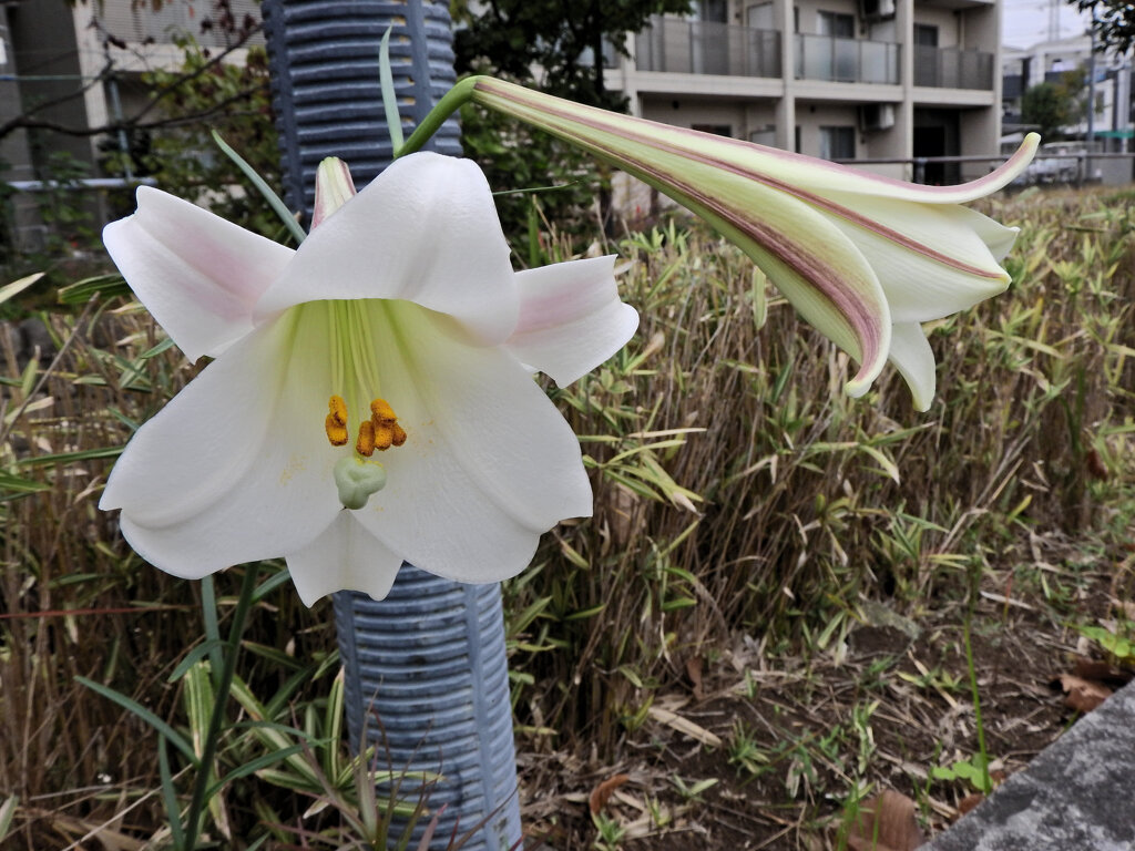 季節外れの高砂百合　開花　３