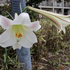 季節外れの高砂百合　開花　３