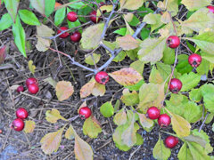 山樝子（さんざし）の実　１