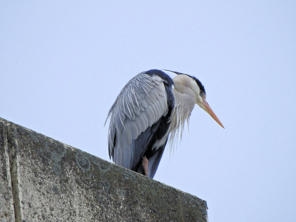 アオサギ　さん　２