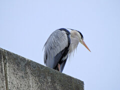 アオサギ　さん　２